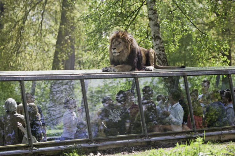 safari thoiry lion