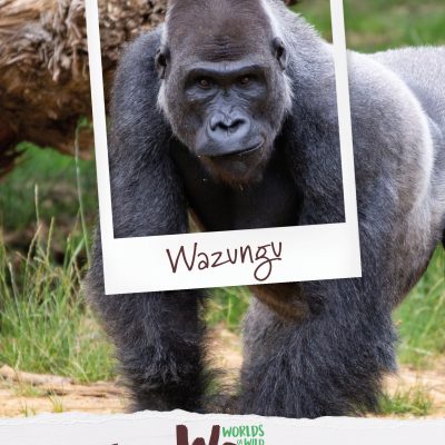 wazungu gorille dos argenté gris safari thoiry