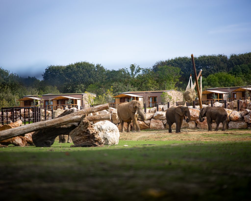 3 Eléphants devant les Terrres d'Afrqiue