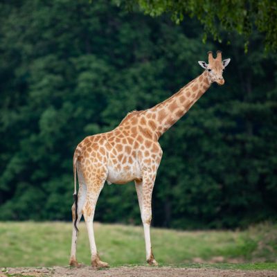 animation prestation soigneur en tribu girafe safari safari thoiry