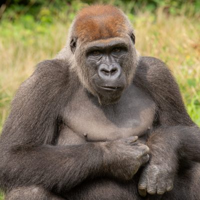 yeba animation prestation instant privilege primate singe gorille safari thoiry