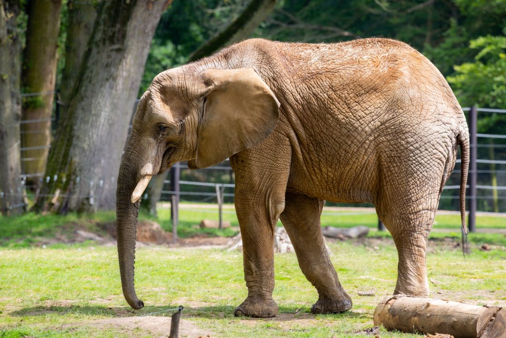 Boten l'éléphant du Wow Zoo Safari de Thoiry
