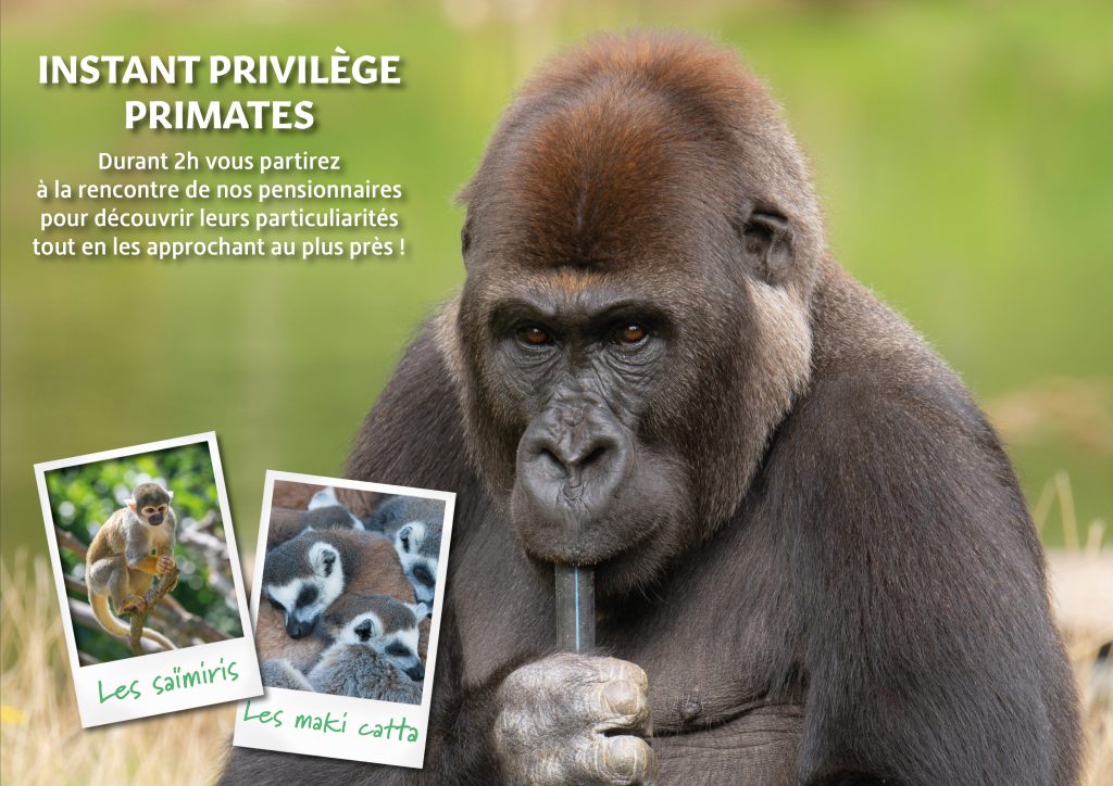 Instant Privilège Primates