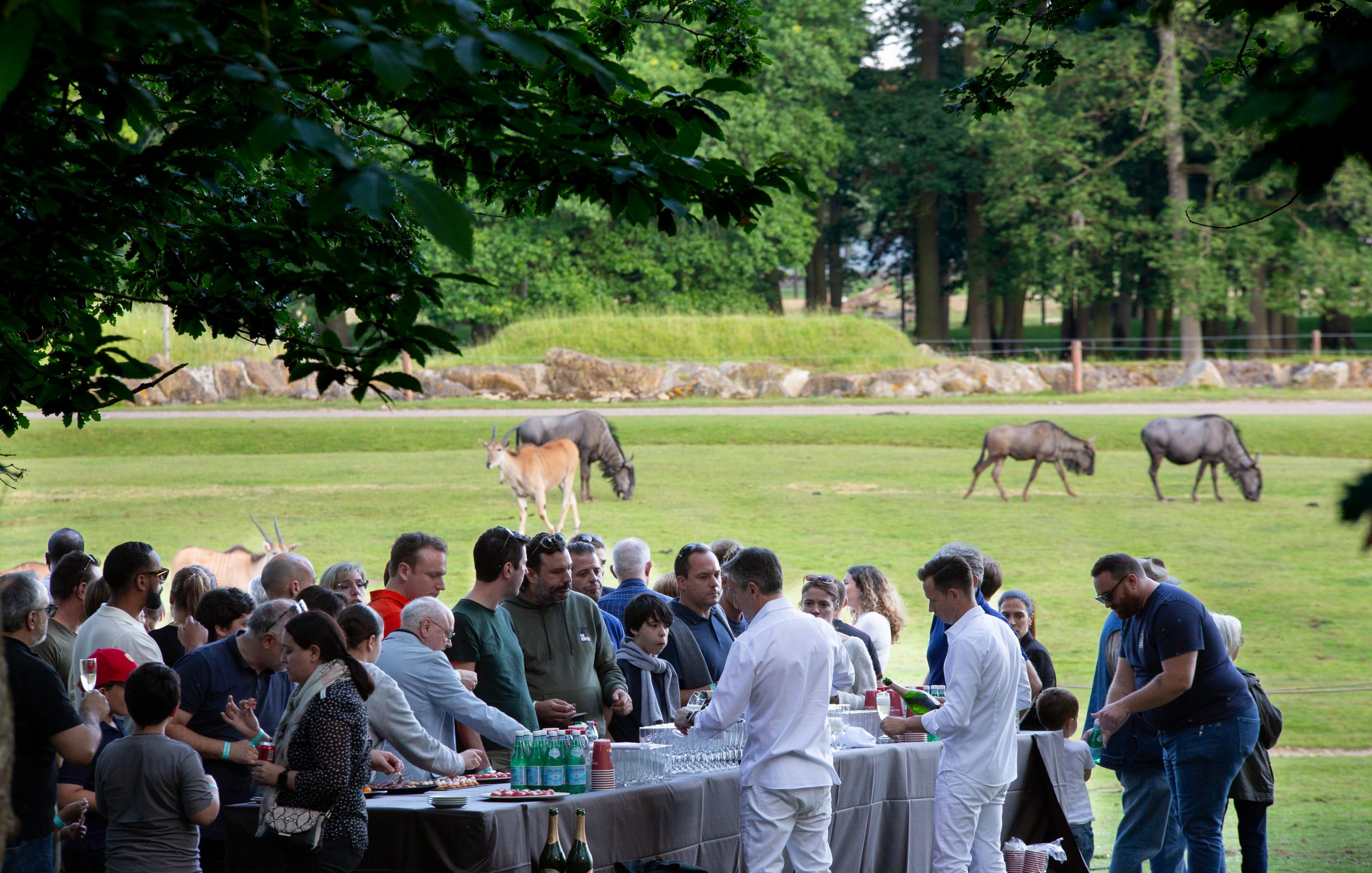 Séminaire entreprise au cœur du safari de Thoiry