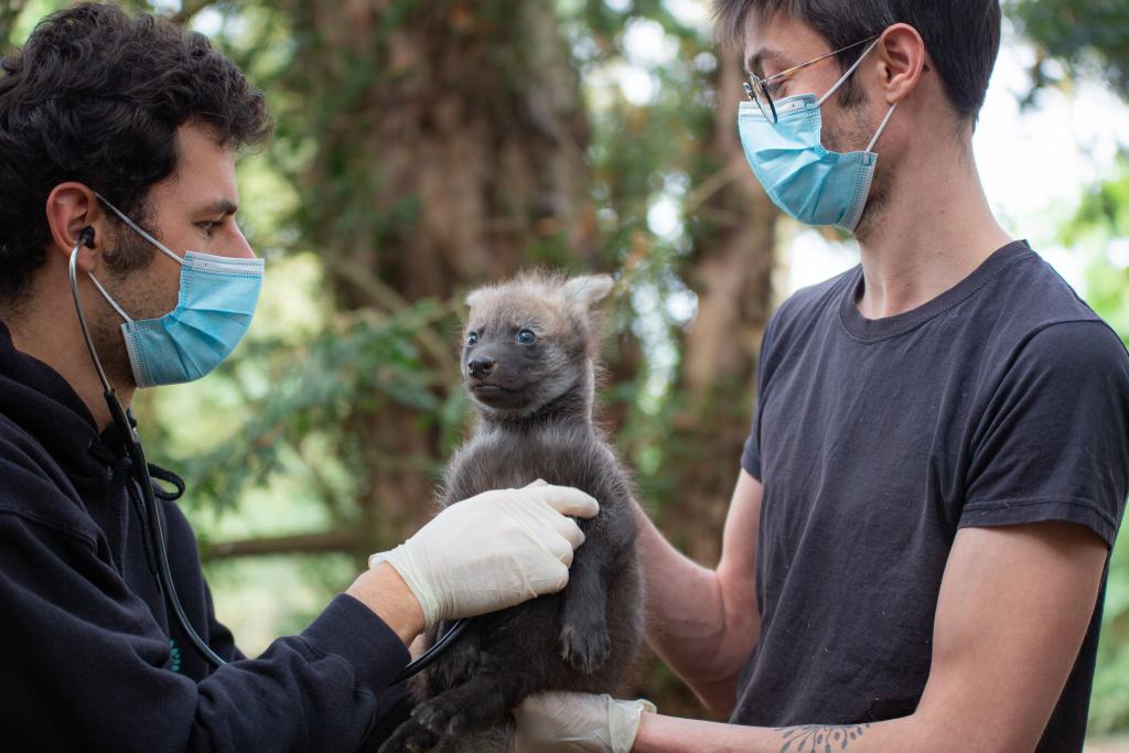 Puçage d'un bébé hyène par nos vétérinaires