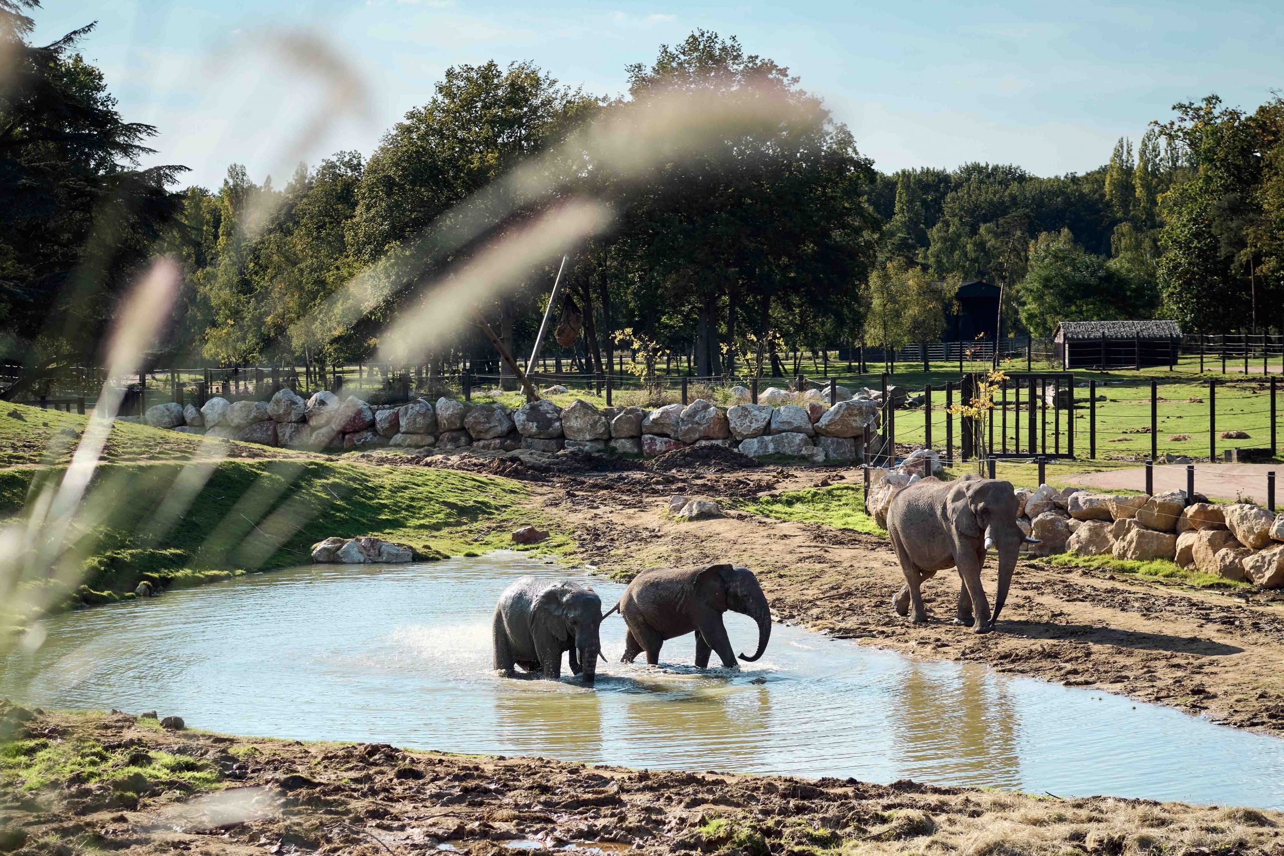 Dormir près des éléphants d'Afrique du Wow Safari Thoiry